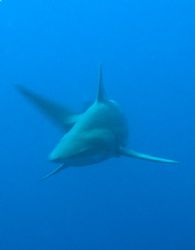 Blacktip taken at Shark Reef, Ras Mohamed with E300. by Nikki Van Veelen 